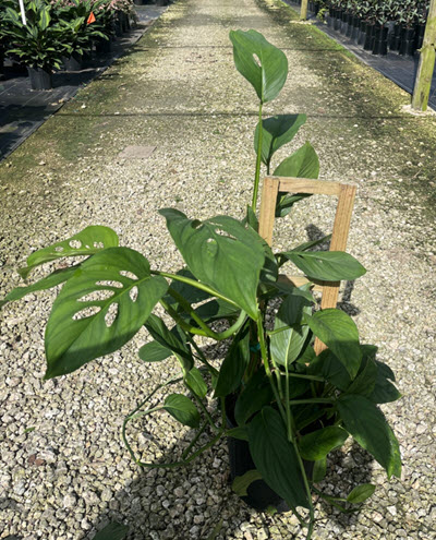 8" Monstera Lechleriana Trellis